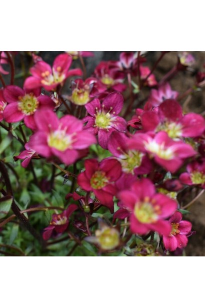 Ломикамінь Арендса Піксі Пан Ред червоні квіти